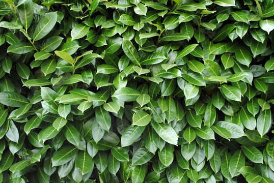 sfondo di foglie verdi