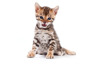 Obraz premium Bengal cat on white background