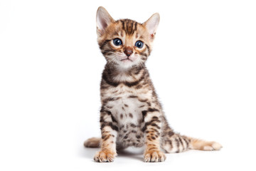 Fototapeta premium Bengal cat on white background