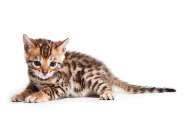 Bengal cat on white background