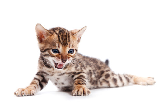 Bengal cat on white background