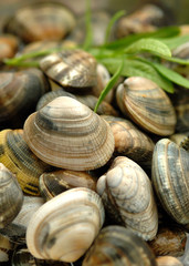 Vongole veraci