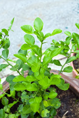 Bergamot young tree