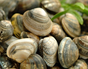 Vongole veraci