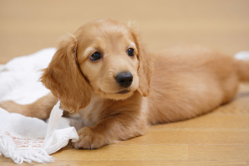 仔犬