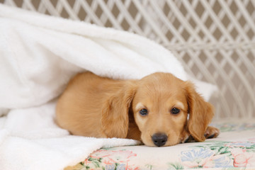 Obraz premium 仔犬