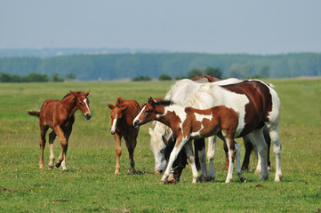 Fototapeta na wymiar Horses on pasture