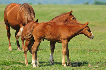 Foal in the meadow