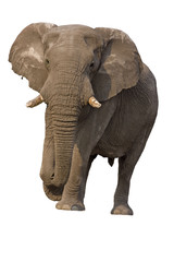 Elephant bull against a white background; Loxodonta Africana