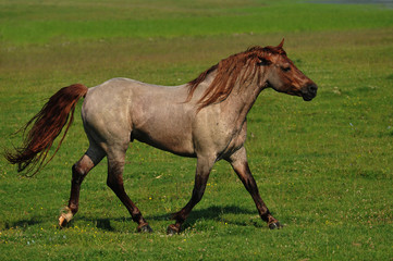 Naklejka na ściany i meble beautiful stallion in the pasture