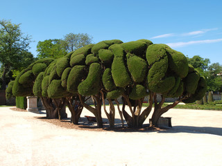 Odd shaped pine trees in Park Buen Retiro, Madrid.