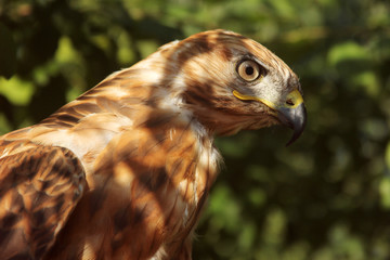 hawk