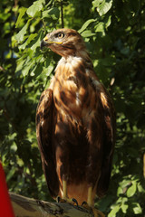 hawk