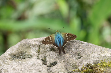 schmetterling