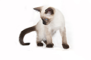 Siamese kitten isolated