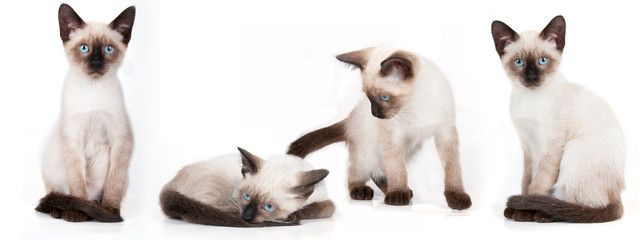 four young siamese cats