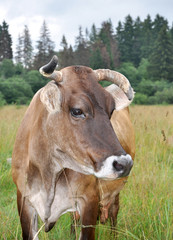 The brown cow