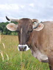 The brown cow