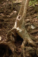 Tronc d'arbre
