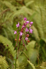 Orchidée sauvage