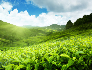 Plantation de thé Cameron highlands, Malaisie