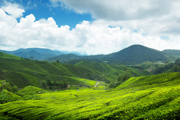 Fototapeta na wymiar Plantacja herbaty Cameron Highlands, Malezja