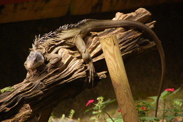 Iguane