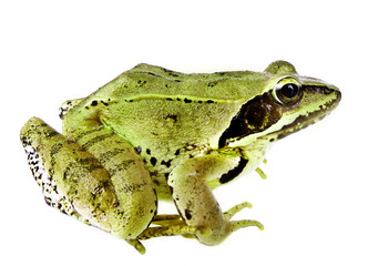 frog isolated on white background