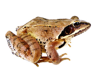 frog