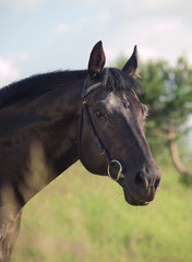 portrait of black stallion in field art toned