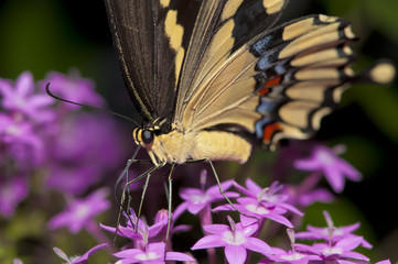 Swallowtail Close-up