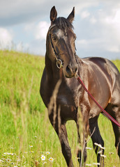wonderful black stallion in summer field