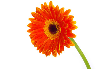 gerbera flower