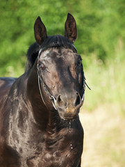 portrait of amazing  black stallion