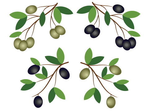 Olive branches,vector