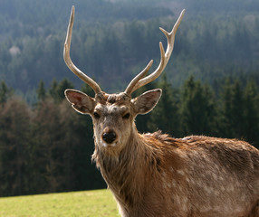 majestic deer on autumn background