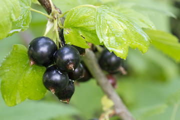black currant after the rain