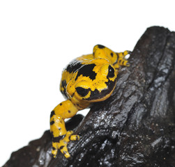 Salamandra común aislada.