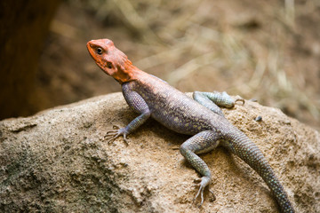 Detail of red-headed agama on the sandstone