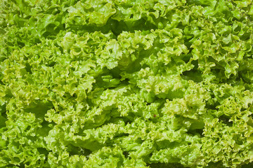 Fototapeta na wymiar Healthy natural food, background. Lettuce