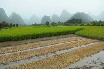 Fotobehang Rice field © Vojtech Vlk