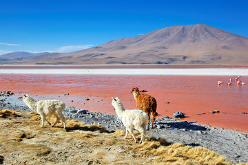 Laguna Colorado, Altiplano, Bolivia, South America