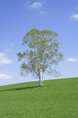 Fototapeta na wymiar 草原と一本の木