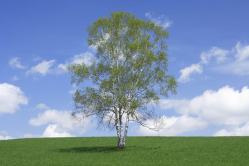 Fototapeta na wymiar 草原と一本の木