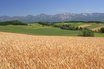 山並みと田園風景