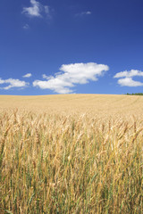 雲と麦畑