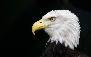 Eagle head threatened