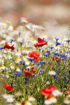 Fototapeta wild flowers