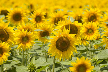 Obraz premium Sunflower field