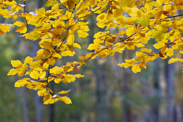Autumn leaves on the branches